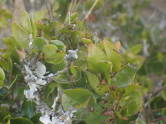 Diospyros scabrida