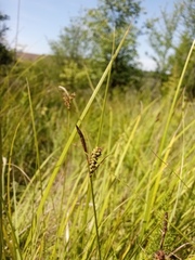 Carex tomentosa