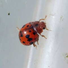 Subcoccinella vigintiquatuorpunctata