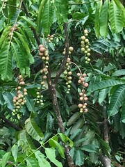 Aphanamixis polystachya