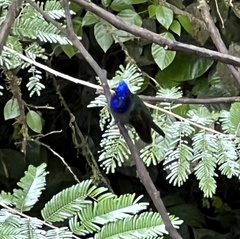 Campylopterus hemileucurus