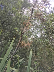 Phormium tenax