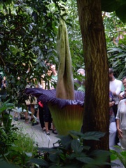 Amorphophallus titanum