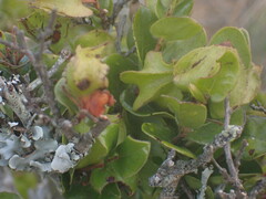 Diospyros scabrida