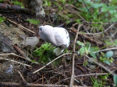 Helvella elastica