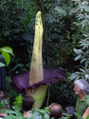Amorphophallus titanum
