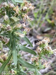 Symphyotrichum ericoides