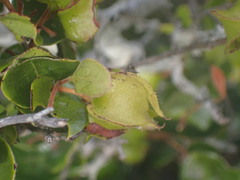 Diospyros scabrida