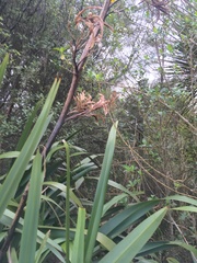 Phormium tenax
