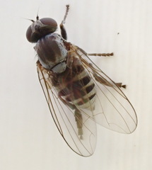 Platypeza taeniata