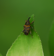 Pseudocentrinus ochraceus
