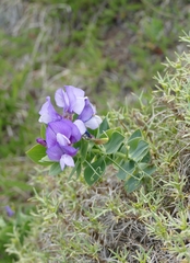 Lathyrus humilis