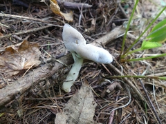 Helvella elastica