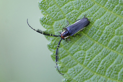 Hemilophus leucogramma