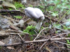 Helvella elastica