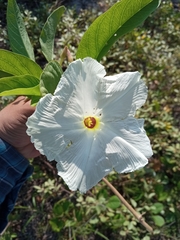 Ipomoea imperati