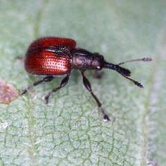 Tatianaerhynchites aequatus