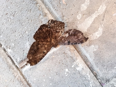 Ascalapha odorata