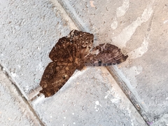 Ascalapha odorata