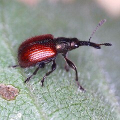 Tatianaerhynchites aequatus