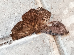 Ascalapha odorata