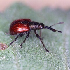 Tatianaerhynchites aequatus