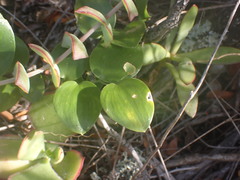Asparagus asparagoides