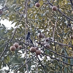 Phoenicurus coeruleocephala