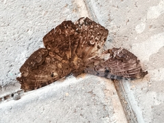Ascalapha odorata