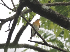 Ficedula mugimaki