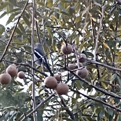 Phoenicurus coeruleocephala