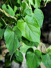 Gonolobinae