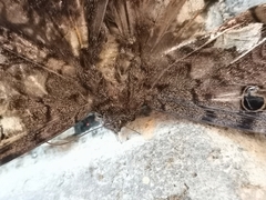 Ascalapha odorata