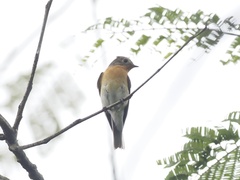 Ficedula mugimaki