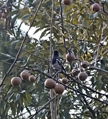 Phoenicurus coeruleocephala