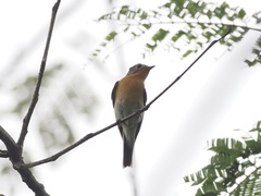 Ficedula mugimaki
