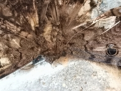 Ascalapha odorata
