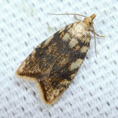 Aleimma loeflingiana