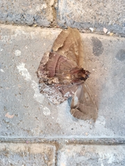 Ascalapha odorata