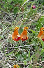 Calceolaria uniflora