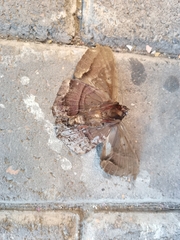 Ascalapha odorata