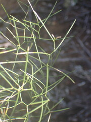 Asparagus divaricatus