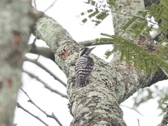 Yungipicus canicapillus