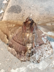 Ascalapha odorata
