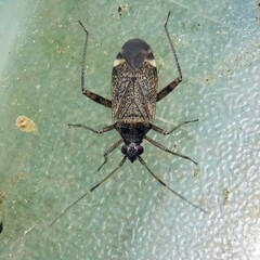 Closterotomus fulvomaculatus