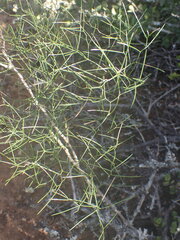 Asparagus divaricatus