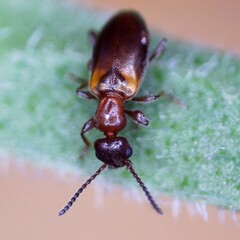 Omonadus formicarius