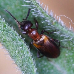 Omonadus formicarius