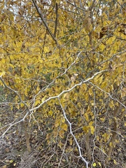 Prosopis glandulosa