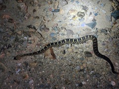 Crotalus molossus molossus